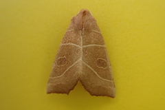 Atethmia algirica