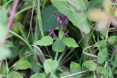 Stachys sylvatica
