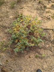 Tephrosia virginiana