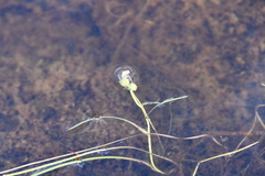 Sparganium hyperboreum