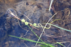 Sparganium hyperboreum