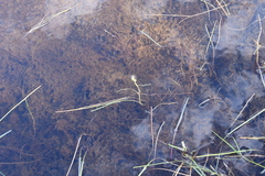 Sparganium hyperboreum