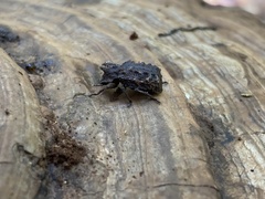 Bolitotherus cornutus