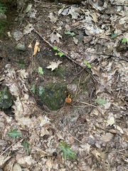 Aureoboletus roxanae