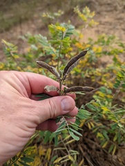 Tephrosia virginiana