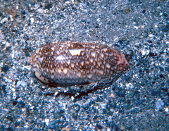 Oliva reticulata