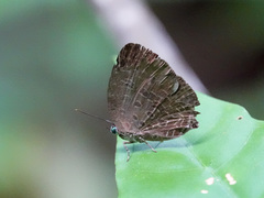 Arhopala