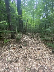 Aureoboletus roxanae