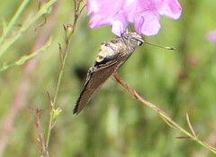 Asbolis capucinus