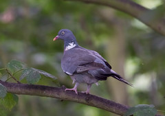 Columba palumbus