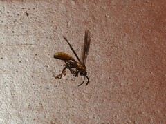 Apoica