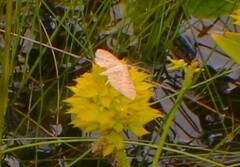Herpetogramma bipunctalis