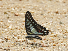 Graphium evemon