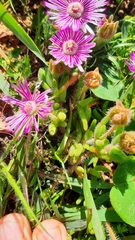 Drosanthemum hispifolium