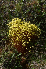 Splachnum luteum