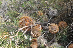 Banksia telmatiaea