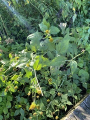 Rudbeckia laciniata