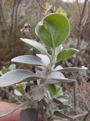 Stirtonanthus taylorianus
