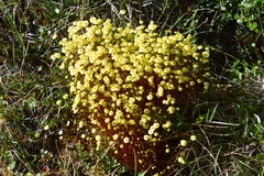 Splachnum luteum
