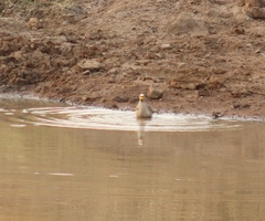 Vanellus senegallus lateralis
