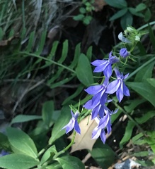 Lobelia amoena