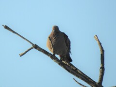 Patagioenas maculosa