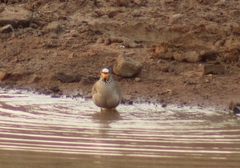 Vanellus senegallus lateralis