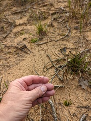 Aristida tuberculosa