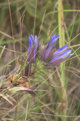 Gentiana puberulenta
