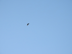 Caracara plancus