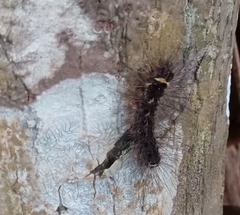 Creatonotos transiens
