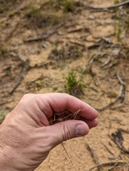 Aristida tuberculosa