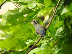 Chlorostilbon lucidus