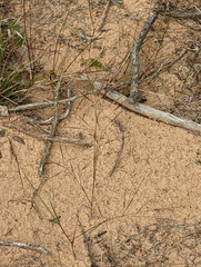 Aristida tuberculosa