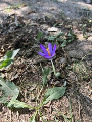 Crocus nudiflorus