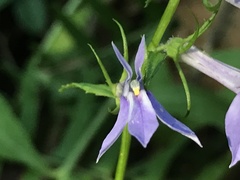 Lobelia amoena