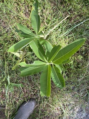 Asclepias syriaca