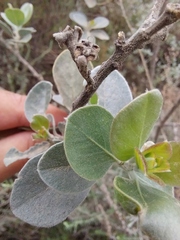 Stirtonanthus taylorianus