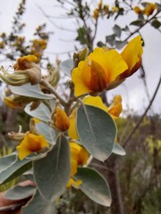 Stirtonanthus taylorianus