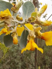 Stirtonanthus taylorianus