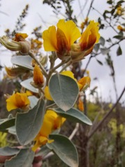 Stirtonanthus taylorianus