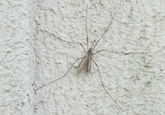 Tipula paludosa