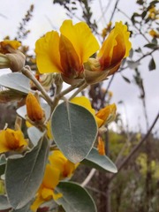 Stirtonanthus taylorianus