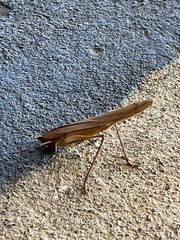 Neoconocephalus triops