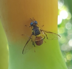 Bactrocera
