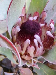Protea lorifolia