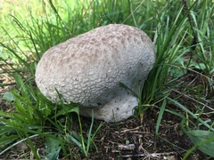 Lycoperdon excipuliforme