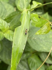 Camponotus albosparsus