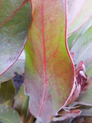 Protea lorifolia