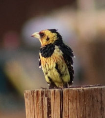 Trachyphonus vaillantii vaillantii